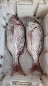 لتواصل المرجو الاتصال على الأرقام Pescaderiaelamal1 Facebook