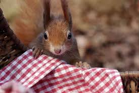 La vie cachée by the fill, released 28 august 2017 1. La Vie Secrete Des Animaux Du Village Racontee Par Cecile De France Lundi 24 Decembre Sur