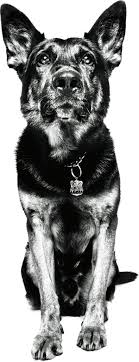 Oregon live pets german shepherd. Beware Of The Dogs The New Yorker