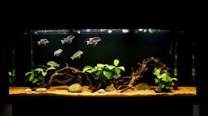 How often should i feed my pleco zucchini. How To Feed Vegetables Zucchini To Bristlenose Pleco Cute Youtube