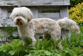 Classic glass for candle with a stylish knob. Original Australian Labradoodle