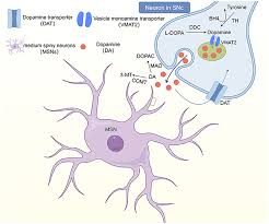 Image result for Blepharis transvaalensis