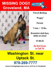 English bulldogs near boston, massachusetts. Female French Bulldog Groveland Ma Missing Dogs Massachusetts Facebook