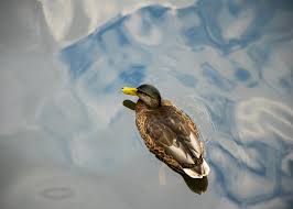 Check spelling or type a new query. Ducks In The Summer Heat