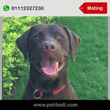 For Mating 1 Year And 8 Months Male Chocolate Labrador Cairo Pet4sell Mating Pinterest