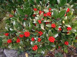 This vine's flowers aren't showy, but they form dark berries that attract birds. Skimmia Love This Plant Shade Shrubs Garden Shrubs Flowering Shrubs