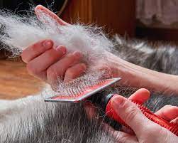 Any dog or cat can suffer from hair loss for no apparent reason, although there are some specific breeds which are more inclined towards it and which will more than likely have a certain amount of hair loss in their life. Why Is My Dog Losing Hair Hill S Pet