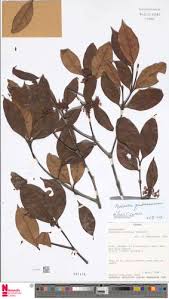 Image result for Malouetia