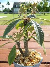 Image result for Dorstenia cuspidata