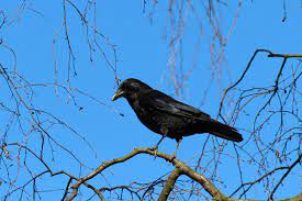 They are here everyday and even escort me when i walk in the neighbourhood or drive even. Crows How To Identity And Get Rid Of Crows In The Garden The Old Farmer S Almanac
