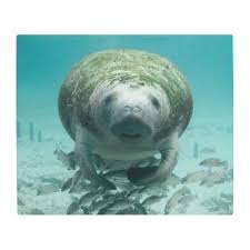 Manatee Metal Print Zazzle Com Manatee Sea Cow Manatee Florida