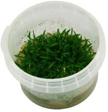 Cryptocoryne parva is one of the most popular carpeting plants in the hobby. Cryptocoryne Parva Hortilab Hr