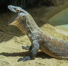 Watch out for this sunday special match.#teamd vrs #teamkhalta.catch it live @ azonto pack #krofrom. Indonesien Auf Komodo Leben Die Grossten Echsen Der Welt Welt