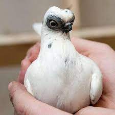 The budapest short face is no exception, but compared to other breeds we have. Paloma De Budapest Pigeon Breeds Pigeon Pictures Beautiful Birds