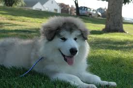 They feel like they have no. Why Can T I Get Over My Dog S Death Pethelpful By Fellow Animal Lovers And Experts