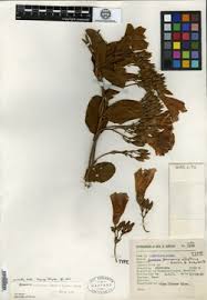 Image result for Astripomoea hyoscyamoides