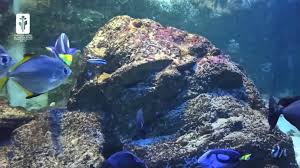 Complexul muzeal de stiinte ale naturii galati. Complexul Muzeal De StiinÅ£ele Naturii GalaÅ£i Home Facebook