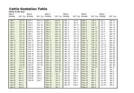 Cow Breeding Calender Dexter Cattle Gestational Chart Dexter Cattle Cattle Farming Cattle