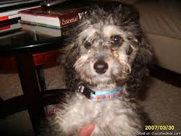 Cockapoos make the perfect family pet and ours are unsurpassed. Cockapoo Puppy For Sale Price 350 For Sale In Redmond Oregon Best Pets Online