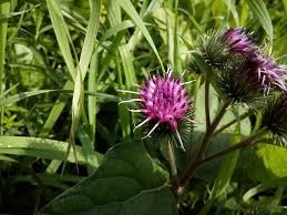 You want to keep the thistles from going to seed. How To Control Burdock Weed Happy Diy Home