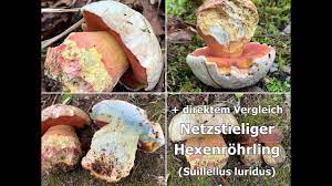 Satansrohrling Satanspilz Rubroboletus Satanas Vergleich Hexenrohrling Suillellus Luridus Youtube