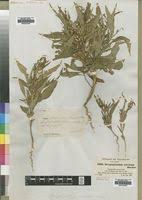 Image result for Streptopetalum serratum