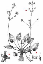 Image result for Caldesia parnassifolia