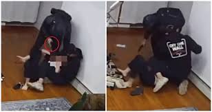 Lucky goat shot for the pleasure of a lady. Asian Woman Held At Gunpoint Robbed Of Over 3 000 In Nyc Home Invasion