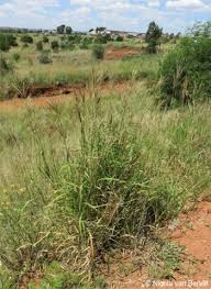 Image result for Chloris gayana