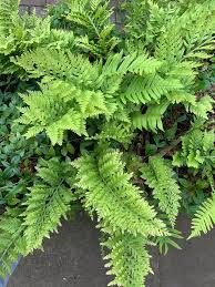 Image result for Pleopeltis  × simiana