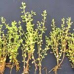 Image result for Anagallis pumila