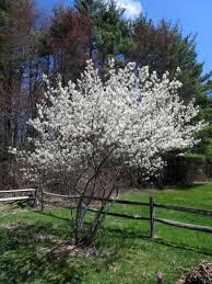 Image result for Amelanchier laevis