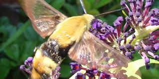 Check spelling or type a new query. Hummingbird Moths Description Identification Characteristics Size Photographs