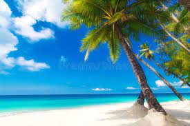 No noise, clean, extremely detailed 3d render. 593 910 Palm Tree Photos Free Royalty Free Stock Photos From Dreamstime