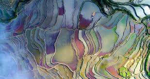 Image result for Peddiea