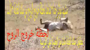 pin by taher salem fintess on taher salem fintess in 2021 movie posters movies poster