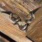 Bat Count