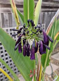 Image result for Agapanthus inapertus