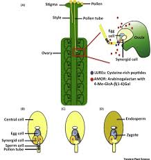 Early embryonic cell is_a cl:0000365 ! Capacitation In Plant And Animal Fertilization Trends In Plant Science