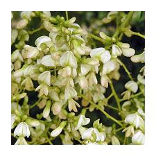 Image result for Sophora inhambanensis