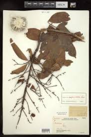 Image result for Connaraceae