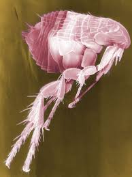 We did not find results for: Pictures Of A Killer A Plague Gallery Live Science