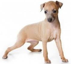 Quiet Small Breed Dogs Top Ten Choices Dog Names Dog Breeds Greyhound Puppy