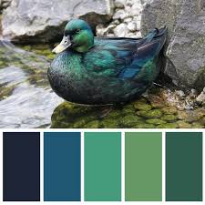 Mallard Duck Color Palette Inspiration Masculine Blues And Greens Green Color Schemes Color Schemes Colour Palettes Teal Palette