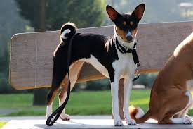 Милаяребра бурени далмат, 1942 cg. What Colors Do Basenji Dogs Come In Standard Rare
