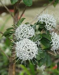 Image result for Pavetta chapmanii