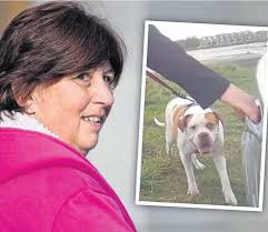 Owner in dock after dog bakes in scorching car