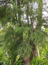 Image result for Melaleuca ericifolia