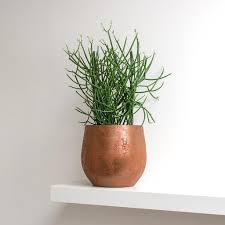 Firestick plant, indian tree spurge, fingertree, milk bush and others. Euphorbia Tirucalli Pencil Cactus 26 X 90cm Pencil Cactus Plant Pot Decoration Potted Plants