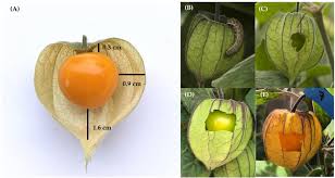 Image result for Physalis peruviana